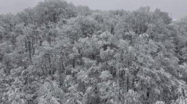 Kışın karla kaplı donmuş bir ormanın havadan görünüşü. Kış ormanı üzerinde uçuş, üst manzara. Drone Görüntüsü Karlı Ağaçlar Kış Ormanı Dağ Sezonu Yolculuğu Beyaz Donmuş Ünlü