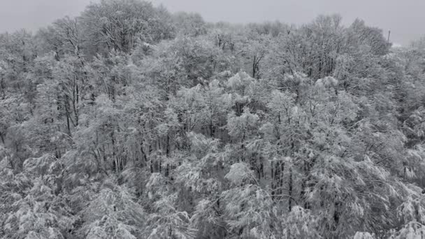 Αεροφωτογραφία παγωμένου δάσους με χιονισμένα δέντρα το χειμώνα. Πτήση πάνω από το δάσος του χειμώνα, κορυφαία θέα. Drone Πλάνα Καλυμμένα με χιόνι Δέντρα Χειμερινή Φύση Δάσος Mountain Season Ταξίδι Λευκό κατεψυγμένα Famous — Αρχείο Βίντεο