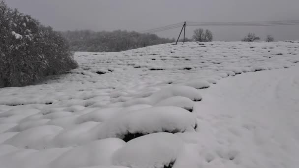 Plantaciones de té cubiertas de nieve. Paisaje rayado de invierno. Bosque congelado en la cima de las montañas. Vista aérea del dron. Macesta. Rusia, Sochi. — Vídeo de stock