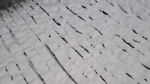 Полет дрона над ландшафтом плантации зимнего чая. Заснеженные растения. Зимний замерзший лес в горах. Черногория - 2006. Мацеста. — стоковое видео