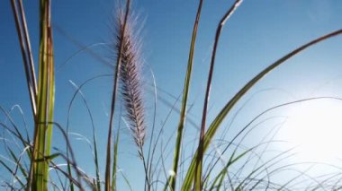 Yakın plan, mercek flaşı: Altın yaz güneşi yeşil çimlerin arasından geçiyor 