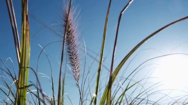 Zbliżenie, błysk soczewki: Złote letnie promienie słoneczne przebijają się przez zieloną trawę — Wideo stockowe