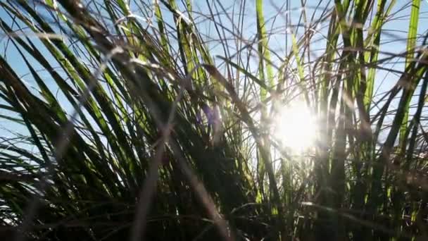Primer plano, flash de lente: los rayos dorados del sol del verano rompen a través de la hierba verde — Vídeos de Stock