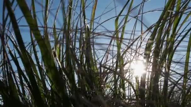 Close-up, lens flash: Golden summer sun rays break through the green grass — Stock Video