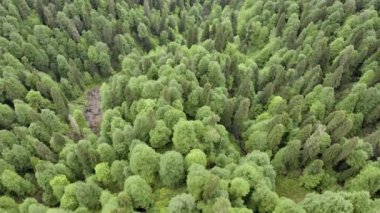 Güzel ormanlık. Yeşil ağaçların üzerinden uçmak. Yazın orman. Hava görünümü. 