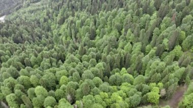Güzel ormanlık. Yeşil ağaçların üzerinden uçmak. Yazın orman. Hava görünümü. 