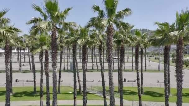O drone voa sobre a icônica palmeira alinhada rua com o horizonte da cidade no fundo. AERIAL. Árvores típicas de palma se estendem em sochi. Viagens, verão, férias e conceito de praia tropical. — Vídeo de Stock