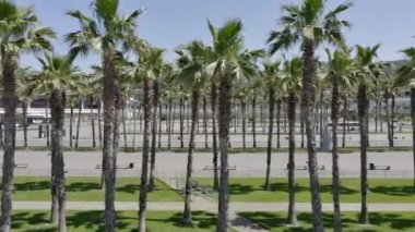 İHA ikonik palmiye ağaçlarının üzerinde uçuyor. Arka planda şehrin silüeti var. AERİAL. Tipik olarak Soçi 'deki PALM Trees Caddesi. Seyahat, yaz, tatil ve tropik plaj konsepti.