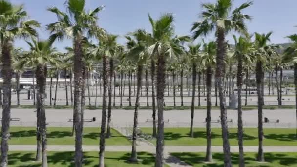 İHA ikonik palmiye ağaçlarının üzerinde uçuyor. Arka planda şehrin silüeti var. AERİAL. Tipik olarak Soçi 'deki PALM Trees Caddesi. Seyahat, yaz, tatil ve tropik plaj konsepti. — Stok video