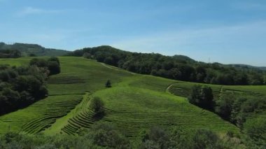 Aerial view of fresh green tea plantations farm on the hill. Sochi, Matsesta, Russia. drone camera moving close to the tea plantation with mountain landscape 4k footage