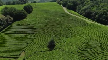 Aerial view of fresh green tea plantations farm on the hill. Sochi, Matsesta, Russia. drone camera moving close to the tea plantation with mountain landscape 4k footage
