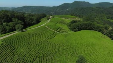 Aerial view of fresh green tea plantations farm on the hill. Sochi, Matsesta, Russia. drone camera moving close to the tea plantation with mountain landscape 4k footage