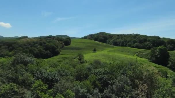 Aerial View Fresh Green Tea Plantations Farm Hill Sochi Matsesta — Video