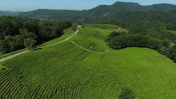 Vedere Aeriană Plantațiilor Ceai Verde Proaspăt Fermă Deal Sochi Matsesta — Videoclip de stoc