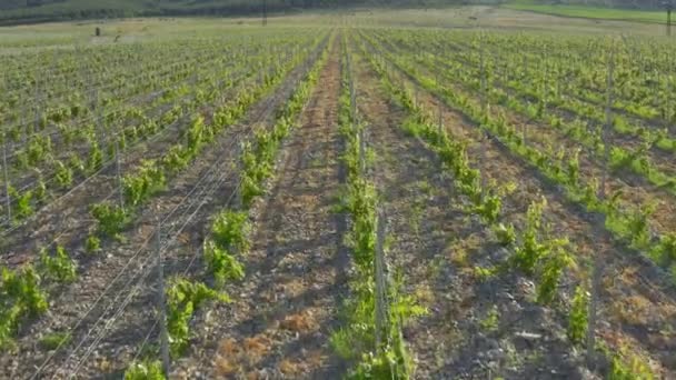 Imagens aéreas sobre as vinhas. Drone pássaro vista tiro, panning da esquerda para a direita e para cima. uma vinha pitoresca com montanhas ao fundo. acima das vinhas verdes — Vídeo de Stock