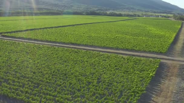 Luftoptagelser over vinmarkerne. Drone fugl udsigt skudt, panorering venstre mod højre og op. en malerisk vingård med bjerge i baggrunden. over grønne vinmarker – Stock-video