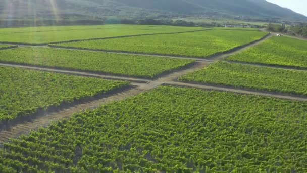 ブドウ畑の上空の映像。ドローンのバードビューショット、右と上に左のパンニング。背景に山のある絵のようなブドウ畑です。緑のブドウ畑の上で — ストック動画