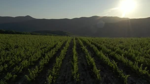 Viña de verano, vides colgadas de uvas maduras. puesta de sol. Abrau Durso en el territorio de Krasnodar, Rusia. Volando sobre una hilera de viñedos con uvas - Imágenes aéreas de drones. — Vídeos de Stock