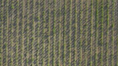 Yeşil üzüm çalılarının pürüzsüz sıraları. Tepeden tırnağa. Havadan video çekimi. Tarım endüstrisi. Saha. Şarap üretimi.