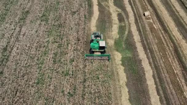 The green harvester is working in the field. Harvesting. Seed. Agricultural industry. Aerial video shooting. A clear, sunny day. Top-down view. Straight rows of hay. — Stock Video