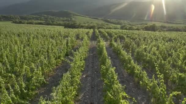 Vinha de Verão, vinhas penduradas com uvas maduras. Pôr do sol. Abrau Durso no Território de Krasnodar, Rússia. Voando sobre uma vinha fileiras com uvas - Imagens aéreas drone. — Vídeo de Stock