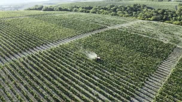 As uvas estão a ser pulverizadas para pesticidas nas vinhas. irrigado com um fertilizante. O trator pulverizou vinhas. Vista aérea do trator que pulveriza videiras na vinha no início da manhã de verão — Vídeo de Stock
