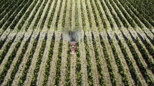 Druiven worden gesproeid voor pesticiden in de wijngaarden. geïrrigeerd met een meststof. Tractor besproeide wijngaarden. Luchtfoto van tractor sproeien wijnstokken in wijngaard op de vroege zomerochtend — Stockvideo