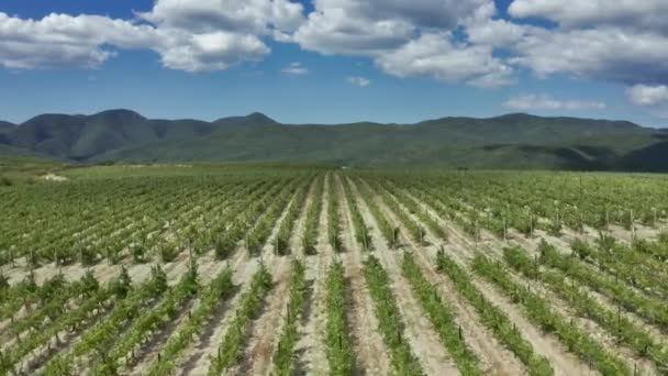 Tiro aéreo de belas vinhas com arbustos de uva. Paisagem de grande campo de cultivo de Uvas antes da colheita. Voando sobre o campo — Vídeo de Stock