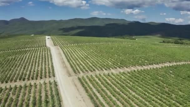Повітряний знімок красивих виноградників з кущами винограду. Ландшафт великого поля вирощування винограду перед збиранням врожаю. Політ над полем — стокове відео