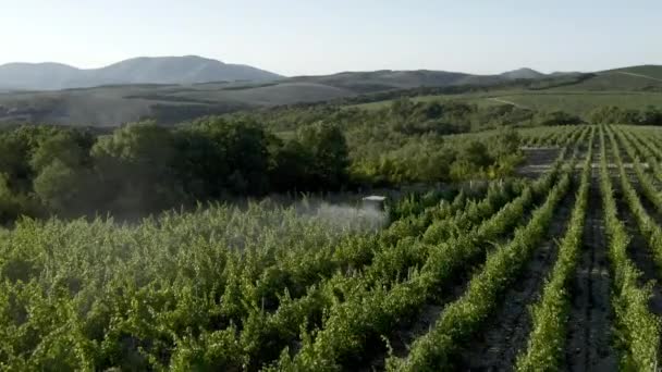 Vineyard Sprøjtning Traktor med insekticid - antenne optagelser. rækker af vinstokke i en vingård. Tidlig morgen. – Stock-video