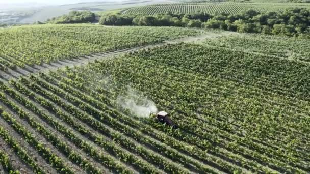 Vineyard Spraying Tractor com inseticida - imagens aéreas. fileiras de videiras em uma vinha. De manhã cedo. — Vídeo de Stock