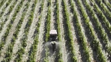 Üzüm bağlarında çalışan çiftçi. Yukarıdan takip eden hava görüntüsü. Traktör spreyi üzüm bağı. Çiftçi üzüm bağlarını traktörle ilaçlıyor. Yaz sabahı erken saatlerde. Üzüm ekimi gübreyle sulanıyor.. 