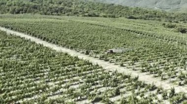 Üzüm bağlarında çalışan çiftçi. Yukarıdan takip eden hava görüntüsü. Traktör spreyi üzüm bağı. Çiftçi üzüm bağlarını traktörle ilaçlıyor. Yaz sabahı erken saatlerde. Üzüm ekimi gübreyle sulanıyor.. 