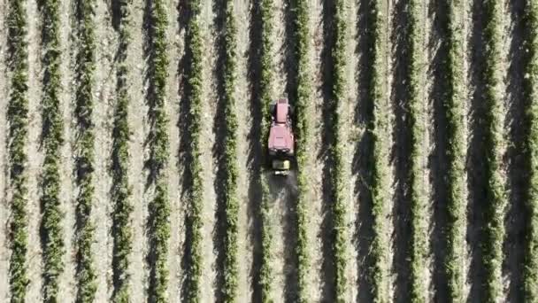 Wijngaard Spuiten Tractor Met Insecticide Luchtfoto Rijen Druiven Een Wijngaard — Stockvideo