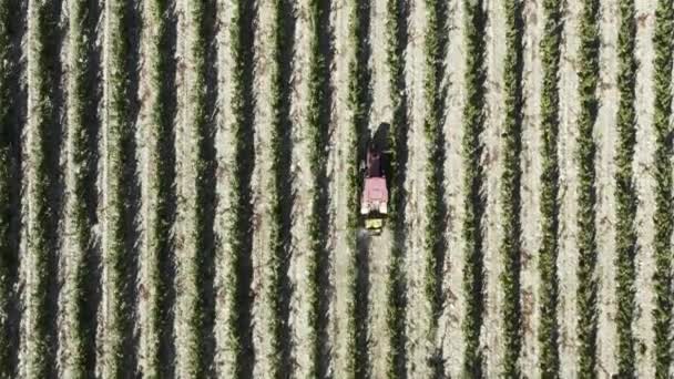 葡萄园喷洒拖拉机与杀虫剂的空中镜头 葡萄园里一排排的葡萄藤 一大早 — 图库视频影像
