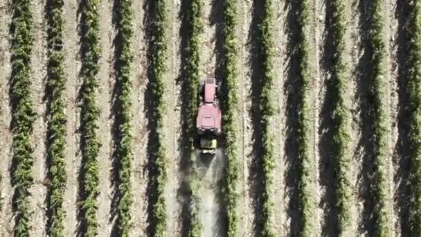 Boer Werkt Aan Wijngaarden Bovenstaand Zicht Vanuit Lucht Trekker Sproeien — Stockvideo