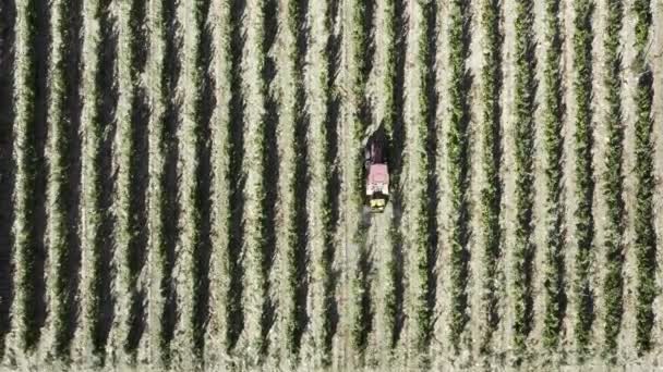 Boer Werkt Aan Wijngaarden Bovenstaand Zicht Vanuit Lucht Trekker Sproeien — Stockvideo