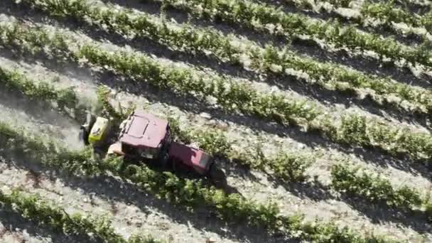 농부는 포도원에서 일한다 사진은 과같다 견인차 스프레이 포도밭 트랙터로 덩굴에 — 비디오