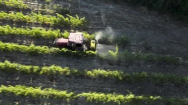 Üzüm bağları arasındaki traktör. Üzüm bağları sıralarında traktör hareketi, üst manzara. Rus üzüm bağları. Abrau Durso. Hava videosu. 