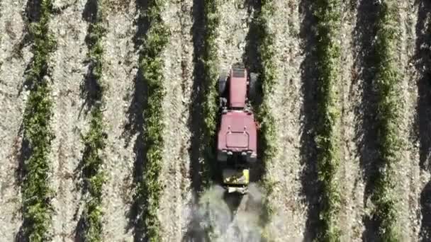 El vídeo aéreo de arriba en los viñedos. Filas de viñas en pintoresco paisaje de viñedo. Granjero conduciendo tractor. Vista superior. — Vídeos de Stock