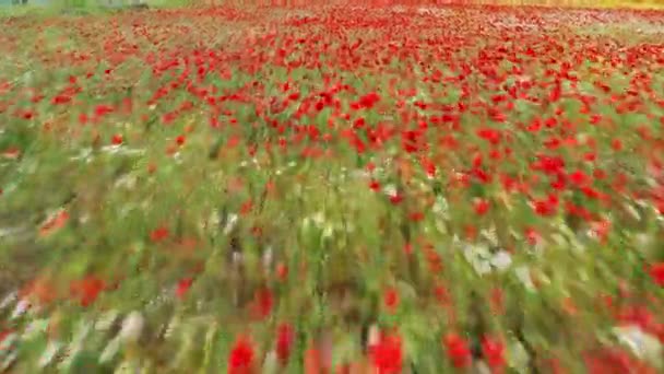 해 가 지면 붉은 양귀비밭을 비행 한다. 아름다운 꽃들 과 봄의 자연 조성. 양귀비 항공 사진, 붉게 피어 오르는 양귀비의 들판의 드론 영상 — 비디오