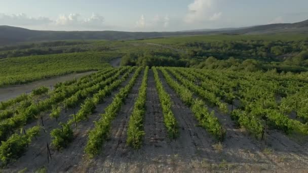 Viña de verano, vides colgadas de uvas maduras. puesta de sol. Abrau Durso en el territorio de Krasnodar, Rusia. Volando sobre una hilera de viñedos con uvas - Imágenes aéreas de drones. — Vídeos de Stock