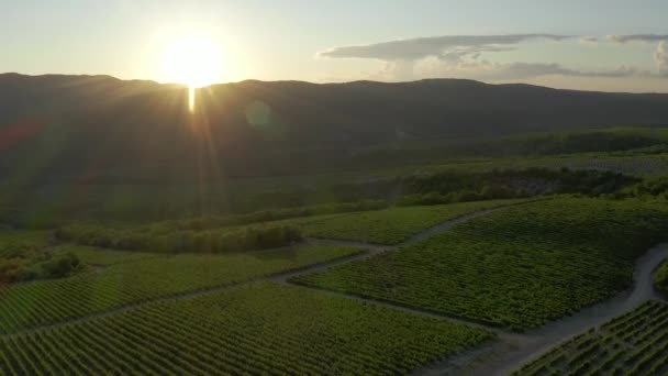 Vista aérea del vuelo sobre el viñedo en un día soleado. Hermoso paisaje de arbustos de uva plantados en hileras pares. Volando por encima de una enorme bodega al atardecer — Vídeos de Stock