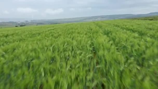 Piękny widok niekończącego się zielonego pola rolnego w pochmurny wiosenny dzień. Dron latający nad uprawami pszenicy na wsi. Z lotu ptaka. Piękne zielone pole pszenicy kołysząc się na wietrze. — Wideo stockowe