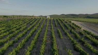 Güneşli bir günde üzüm bağının üzerindeki uçuş görüntüsü. Sıraya dizilmiş güzel üzüm çalıları manzarası. Gün batımında büyük şaraphanenin üzerinde uçmak