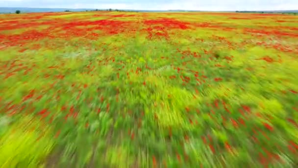 Let nad polem červených máků. Krásné červené květy a jarní příroda kompozice. letecké video — Stock video