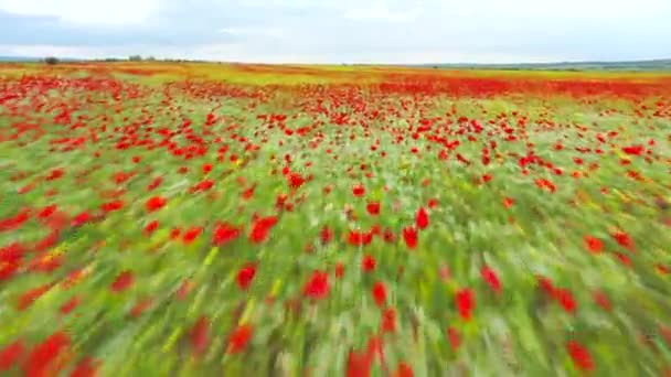 Flight over field of red poppies. Beautiful red flowers and spring nature composition. aerial video — Stock Video