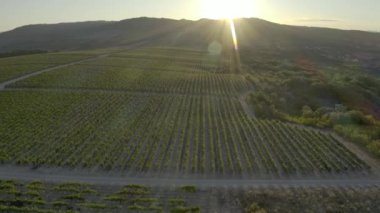 Yaz bağları, olgunlaşmış üzümlerle sarmaşıklar. Gün batımı. Abrau Durso, Krasnodar Bölgesi, Rusya. Üzümlerle dolu bir üzüm bağının üzerinde uçmak - insansız hava aracı görüntüsü.