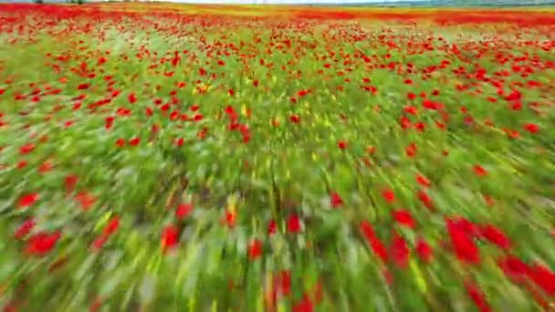 Flight over field of red poppies. Beautiful red flowers and spring nature composition. aerial video — Stock Video