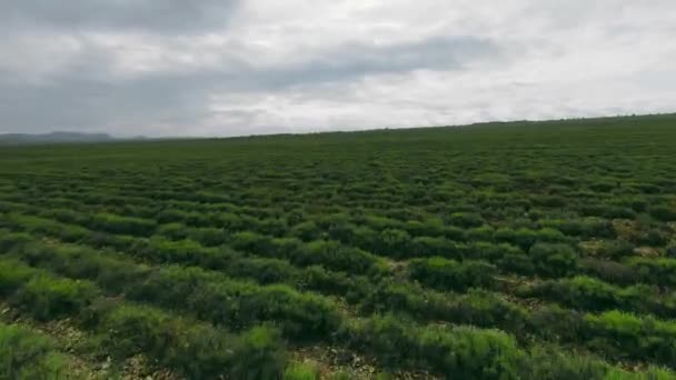 Letecký pohled. Osamělé stromy na obzoru proti zatažené obloze. Nízký hladký let dronu přes zelené pole farmy s hladkými řadami mladých výhonků obilí. — Stock video